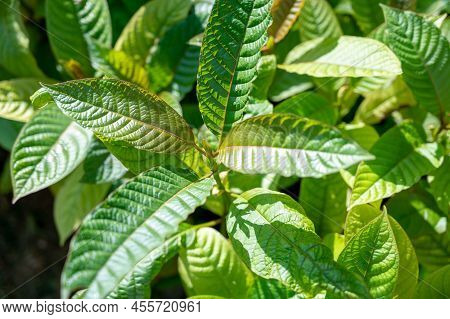 Green Leaf Hut, Single-leaf. Scientifically Named Mitragyna Speciosa Korth Is A Local Medicinal Plan