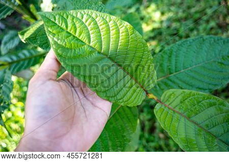 Green Leaf Hut, Single-leaf. Scientifically Named Mitragyna Speciosa Korth Is A Local Medicinal Plan