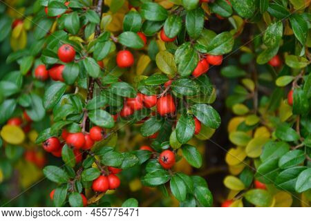 Cotoneaster Dammeri Plant. Cotoneaster Radicans Eichholz Plant. Fresh Foliage And Berries. Garden, P