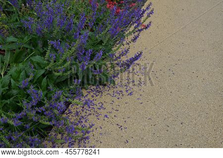 The Plant Is A Perennial, Pink To Red Flowering Flower, The Only North American Species Of The Genus