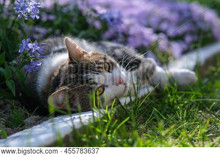 A Cute Cat Is Resting In The Garden In A Styloid Phlox. Kitten On A Background Of Beautiful Flowers.