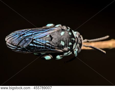 A Neon Cuckoo Bee Sleeping On A Dry Branch From The Top