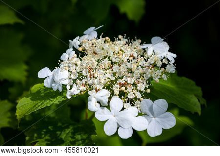 The European Cranberry Fully Blooming In Spring With Nice White Flowers, The Netherlands, Province O