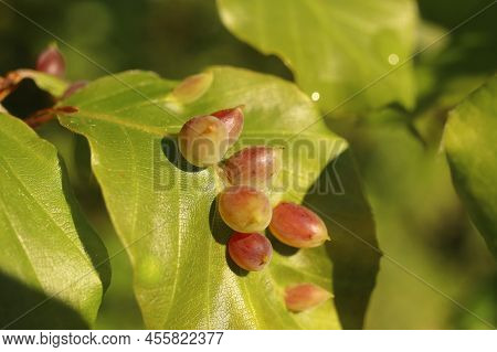 Mikiola Fagi, Galls Of Insect Pest On Beech Leaves