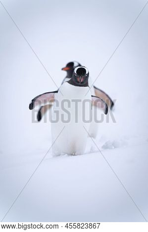Two Gentoo Penguins Descend Snowy Slope Together