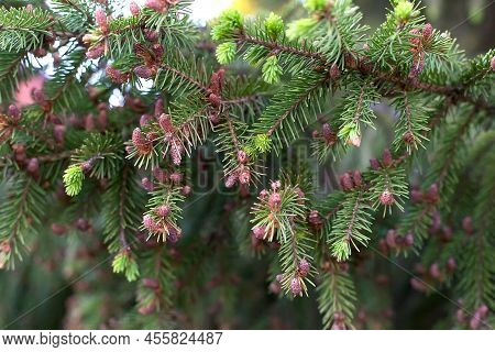 Young Larch Cones Growing On Thin Twigs. Small Cones Of European Larch Growing On Branches With Gree