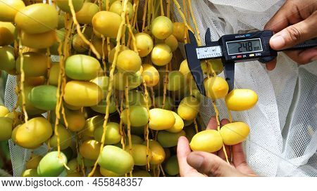 Check The Quality Of Fresh Dates. Closeup Farmers Use Vernier To Measure Raw Palm Fruit Sizes To Col