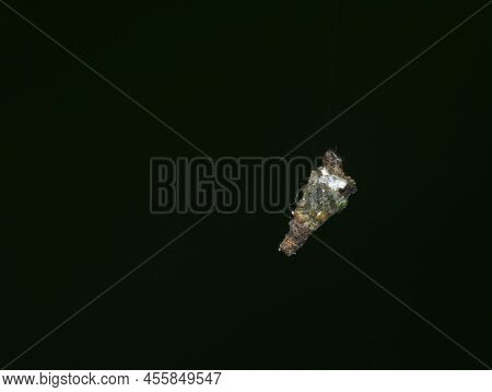 Bagworm Hanging From Silk Rope With Black Background