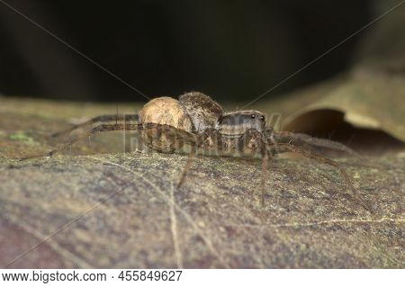 Pirate Wolf Spider Carrying The Eggs	In The Anal