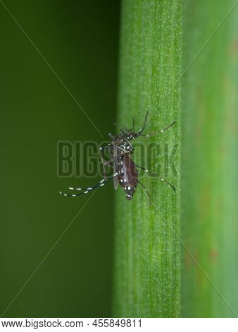 Asian Tiger Mosquito With A Belly Full Of Blood Lands On A Leaf