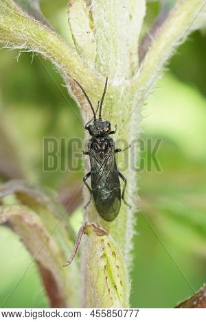 Closeup On An All Dark Black Sawfly , Dolerus Sitting In The Vegetation In The Garden