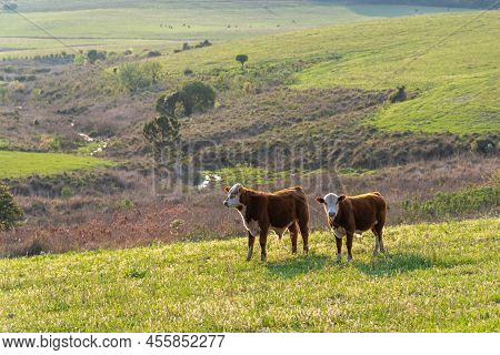 Calves In Extensive Breeding Field In Rio Grande Do Sul, Brazil. Beef Cattle Breeding. South America