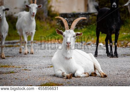 White Goat Looking At The Camera. High Quality Photo