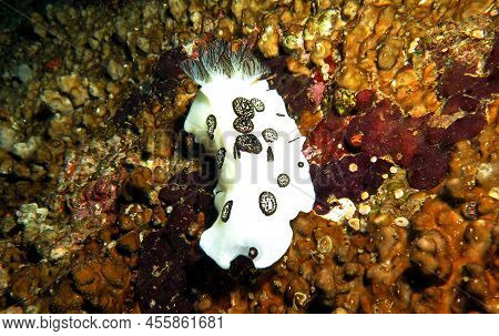 A Jorunna Funebris Nudibranch Crawling Boracay Island Philippines