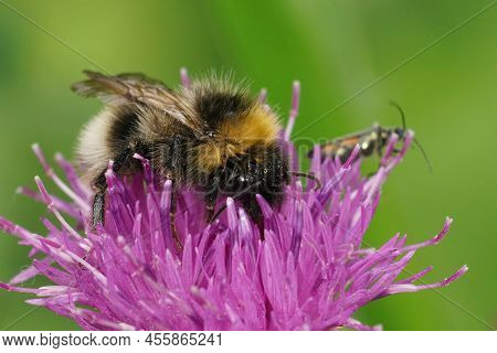 Closeup On A Forest Or Four-coloured Bombus Sylvestris Drinking Nectar From A Purple Knapweed Centau
