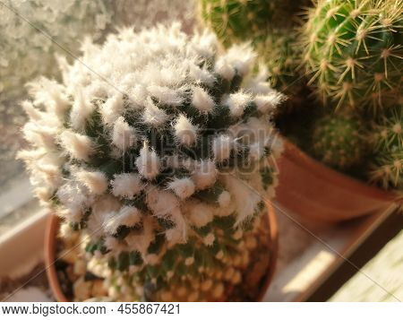 Cactus And Cactus Flowers Popular For Decorative