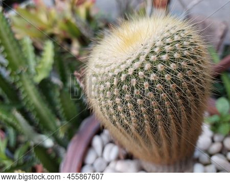 Cactus And Cactus Flowers Popular For Decorative