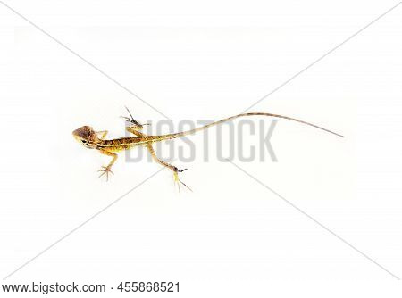 Agama From Sri-lanka, Isolated On White Background