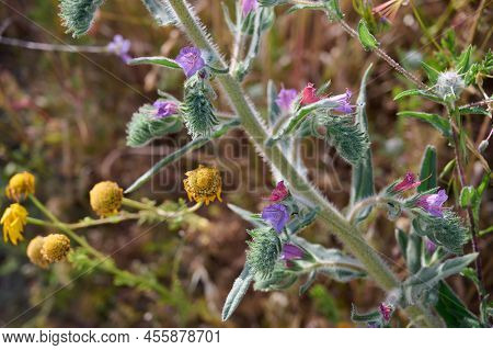 Honey Bee Collects Nectar From Purple Flower In Czech Republic. Blueweed Echium Vulgare Also Know As