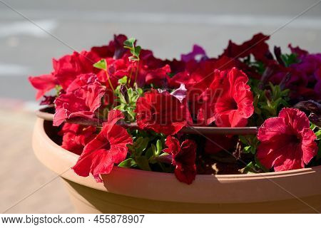 Colorful Petunia Flowers Close Up. Petunia Plant With Red Flowers. Red Petunia Flowers In The Garden