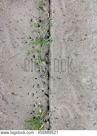 Multiple Ant Colony Holes In Pavement Between Grass Sprouts