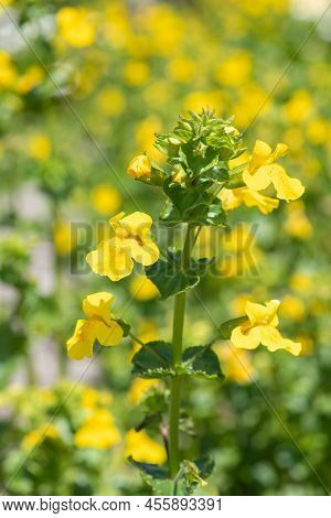 Yellow Monkeyflowers (erythranthe Guttata)