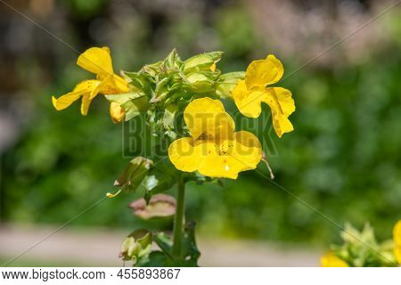 Yellow Monkeyflowers (erythranthe Guttata)