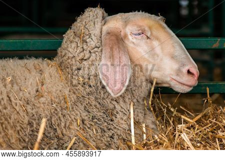 Merinolandschaf Or Merino Breed Of Domestic Sheep In Farm Pen. This Breed Is Also Known As Wurttembe