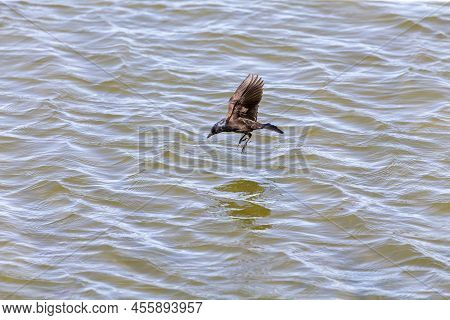 The Common Grackle (quiscalus Quiscula) . The Bird Catching A Dying Small Minnow On Lake Michigan