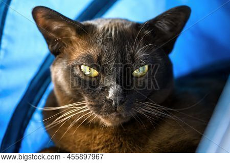 Burmese Cat Lies In Blue Cat House, Cute Dark Brown Burma Pet Looking At Camera Indoor. Face Of Burm
