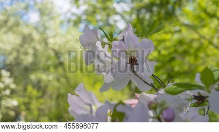 Close-up View Of Beautiful White Flowers. Rhododendron Schlippenbachii. Rhododendron Flowers With Wh