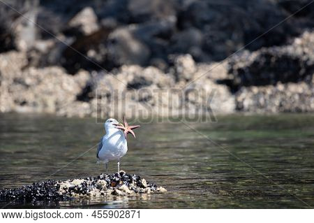 A Glaucous-winged Gull Holding A Starfish While Standing A Shell Covered Rock In British Columbia, C