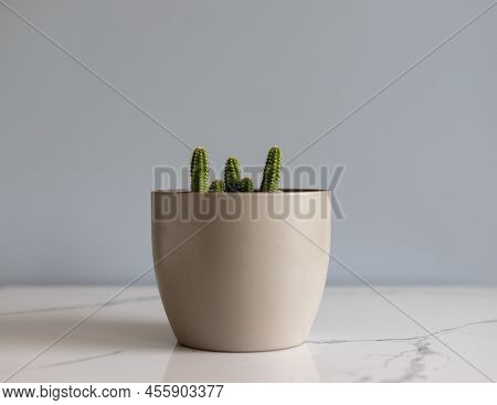Peanut Cactus In A Decorative Flowerpot With Isolated Background