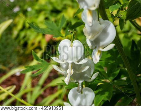 White Bleeding Heart (dicentra Spectabilis) 'alba' With Divided, Light Green Foliage And Arching Spr