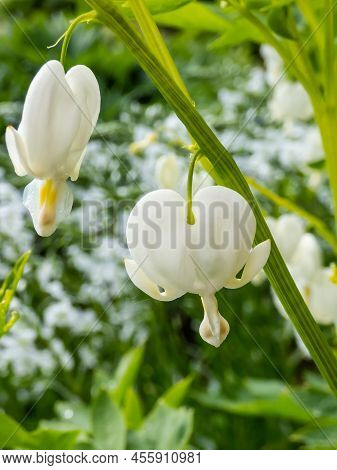 White Bleeding Heart (dicentra Spectabilis) 'alba' With Divided, Light Green Foliage And Arching Spr
