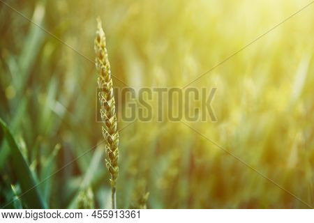 Food Crisis And World Hunger Concept, Green Field With Wheat Ears, Growing Wheat Sprouts Closeup, Ha