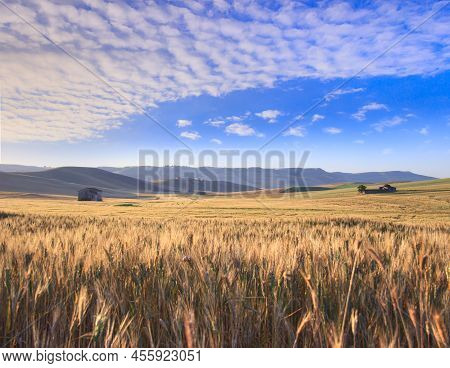 Rural Landscape Summer. Between Apulia And Basilicata: Wheat Field At Dawn In Italy. Hilly Country: 