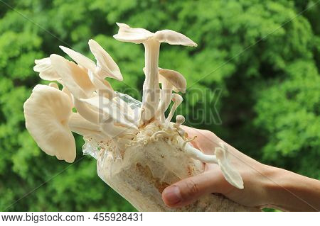 Hand Holding A Spawn Bag Of Matured Indian Oyster Mushrooms Grown As Houseplants