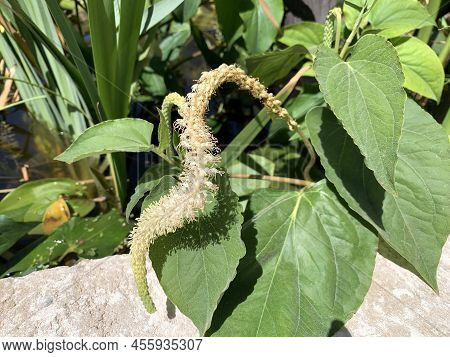 Flowering Saururus Cernuus Or Lizard Tail (latin - Saururus Cernuus) In Swamps And Shallow Water