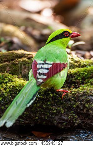 A Close-up Of A Common Green Magpie Is Perched On A Green Log Near A Well On A Summer Day. Phu Khieo