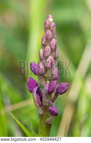 Early Purple Orchid (orchis Mascula) Flower