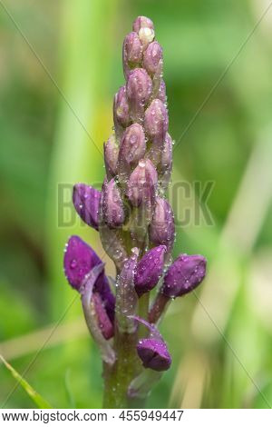 Early Purple Orchid (orchis Mascula) Flower
