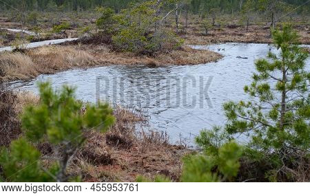 A Wooden Path In The Soomaa National Park In Estonia Among The Forest And Marshland On A Clear Day