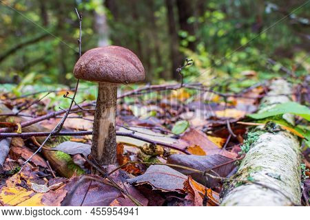 Leccinum Scabrum, Commonly Known As The Rough-stemmed Bolete, Scaber Stalk, And Birch Bolete In The 