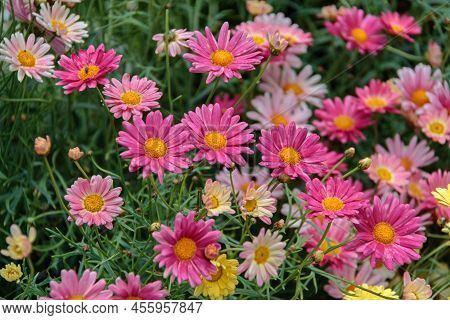 Bellis Perennis, Or Common Daisy, Or German Chamomile, Or Camomile Plant In Blossom. Bunch, Bush Or 