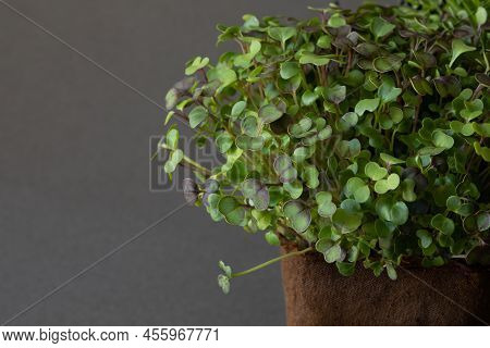 Sprouted Green And Purple Microgreens Of Broccoli In Brown Natural Wooven Pot With Blurred Gray Back