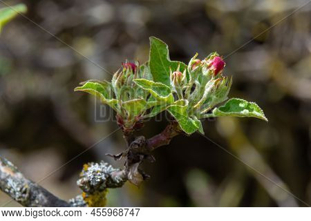 White Flower And Pink Bud On Apple Tree. Blooming Apple Tree In Spring.