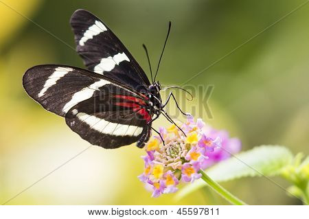 工場 Heliconius ドリス蝶