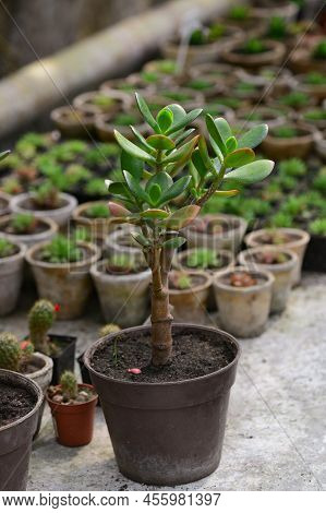 Crassula - A Genus Of Succulent Plants, On A Shelf In A Greenhouse