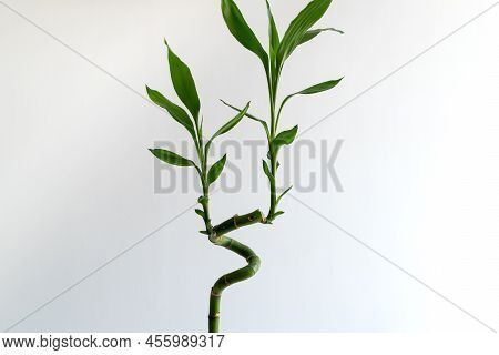 Close-up Of A Lucky Bamboo (dracaena Sanderiana) On A White Background. Decorative Plant Used At Hom